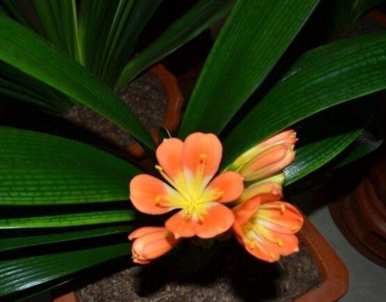 君子蘭的花期養(yǎng)護方法，及時施肥、注意光照溫度/忌積水