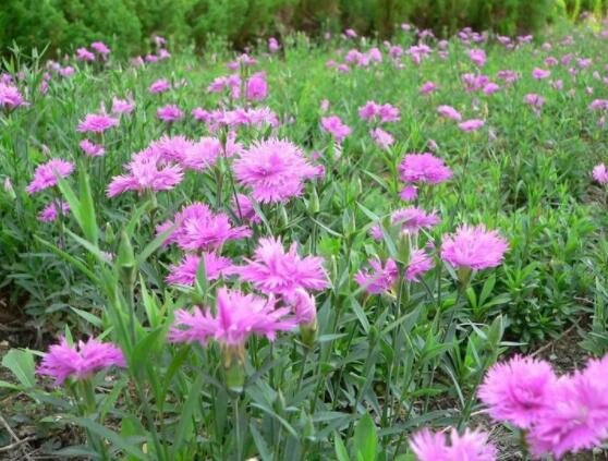 康乃馨各色花語及象征意義，表達(dá)對(duì)母親深深的愛