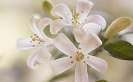 九里香冬天怎么施肥，九里香施什么肥好