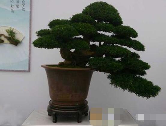 羅漢松盆景怎么摘心，修剪頂部的生長(zhǎng)點(diǎn)(樹(shù)梢枝為10厘米最佳)