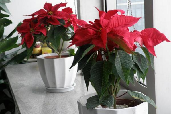 一品紅葉子蔫了怎么辦，找到原因立即補(bǔ)救