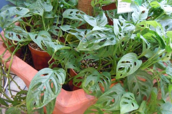 龜背竹風(fēng)水禁忌，不建議擺放在煞氣沖撞的位置