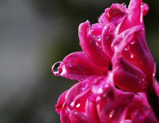 風信子根部發(fā)霉怎么辦，風信子根部發(fā)霉解決辦法