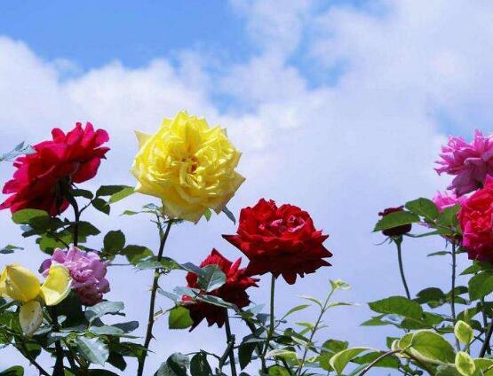 月季花的資料，享譽(yù)中國(guó)的花中皇后