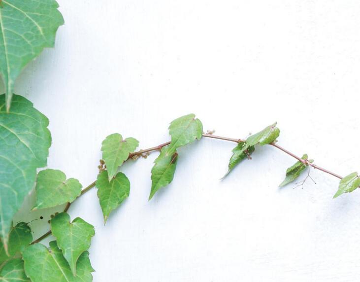 常青藤夏天怎么澆水，澆水時(shí)間要控制好