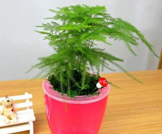 文竹的花語是什么，文竹開花寓意什么兆頭