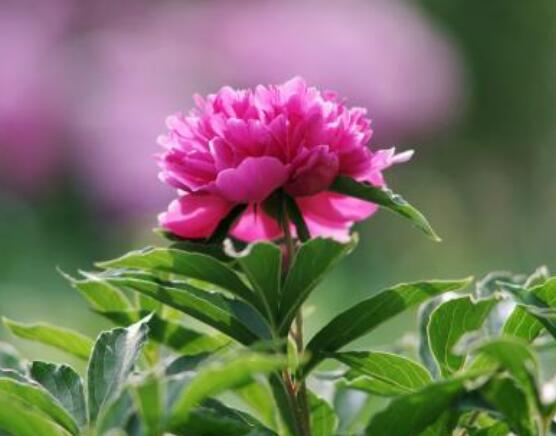 芍藥花能在家里養(yǎng)嗎，吸收陰氣/陽宅鎮(zhèn)不住(迷信說法)