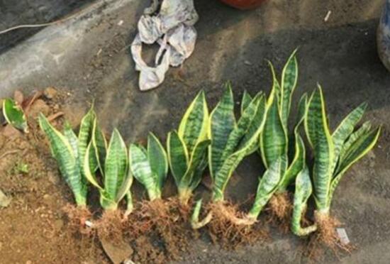虎皮蘭怎么繁殖，虎皮蘭扦插方法步驟