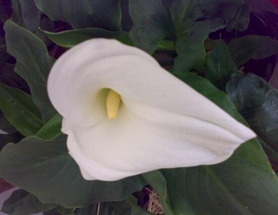 馬蹄蓮葉子發(fā)黃怎么辦，五個(gè)步驟讓它重新恢復(fù)生機(jī)