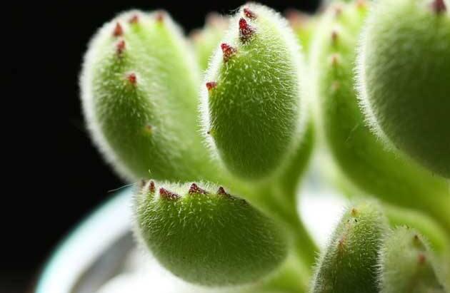 熊童子的種類，綠熊、白熊、黃熊三大種類