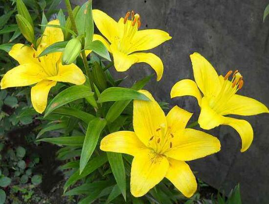 百合花為什么根爛，百合花爛根怎么辦/修根重新栽培