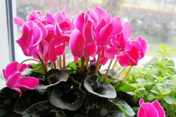 仙客來花期養(yǎng)護(hù)及花后管理，最重要的5個(gè)步驟