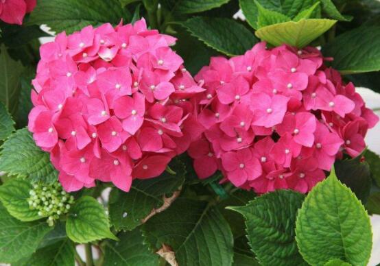 繡球花插花養(yǎng)護，教你四點有效養(yǎng)護措施(水養(yǎng)爆盆)