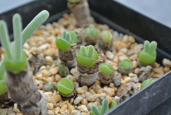 碧光環(huán)用什么土種，透氣透水土壤是必要種植條件