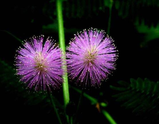 常碰含羞草有毒嗎，導致頭發(fā)眉毛發(fā)黃脫落(最好避免)