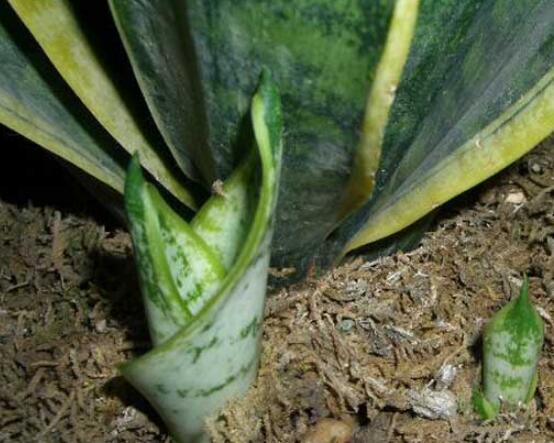 虎皮蘭怎么分株繁殖，切割葉叢/保留葉片、根莖狀、吸芽