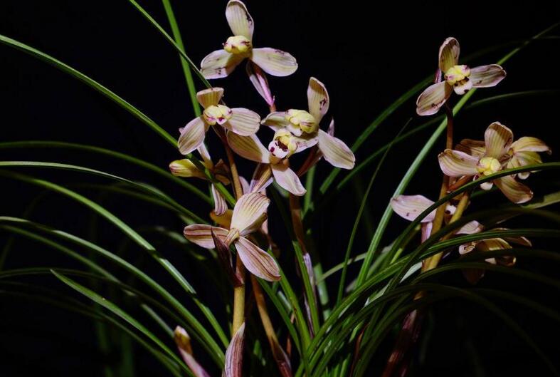 蘭花多久澆一次水，兩種土辦法解決澆水困擾