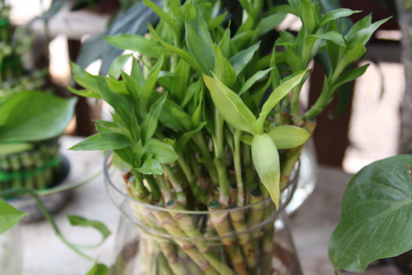 水養(yǎng)富貴竹怎么養(yǎng)才能更旺盛，選用礦物質水養(yǎng)殖