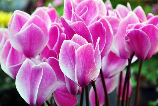 仙客來的養(yǎng)殖方法和注意事項大全，老農(nóng)總結(jié)七大基本養(yǎng)殖方法