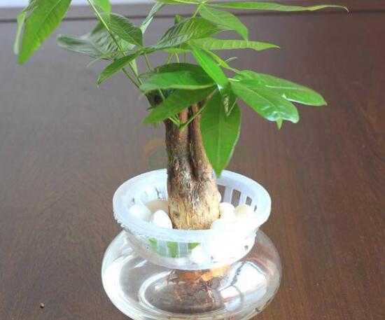 發(fā)財樹能水培嗎，教你快速學會發(fā)財樹水培方法