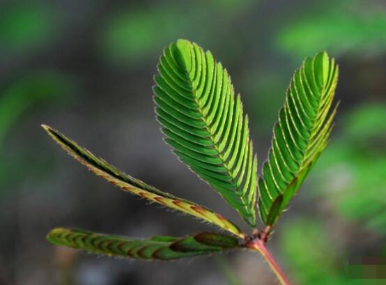 含羞草有毒嗎可以碰嗎，毒性比較輕微/盡量別長(zhǎng)時(shí)間接觸