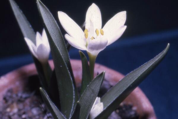 秋水仙有什么作用和價值，藥用價值最廣泛