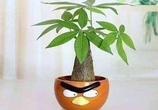 發(fā)財樹換盆后多久澆水，發(fā)財樹移盆注意事項