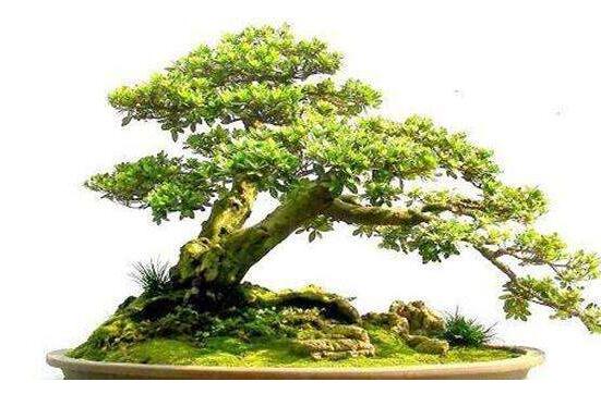 六月雪造型方法，蓄木截干法/剪扎結(jié)合法(美觀)