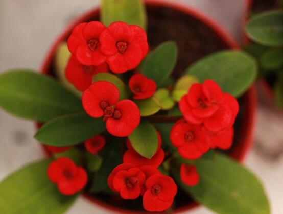 虎刺梅黃葉怎么辦，多半是施肥和修剪不當引起的