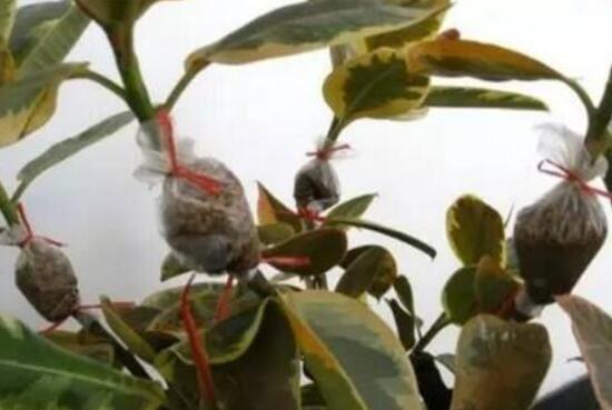 月季花如何壓條繁殖，教你六達(dá)基本步驟存活率百分百