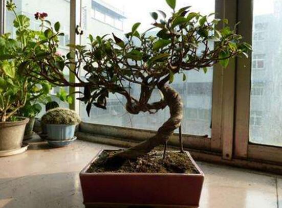 北方榕樹盆景怎么養(yǎng)，教你七種簡單易學(xué)養(yǎng)殖方法