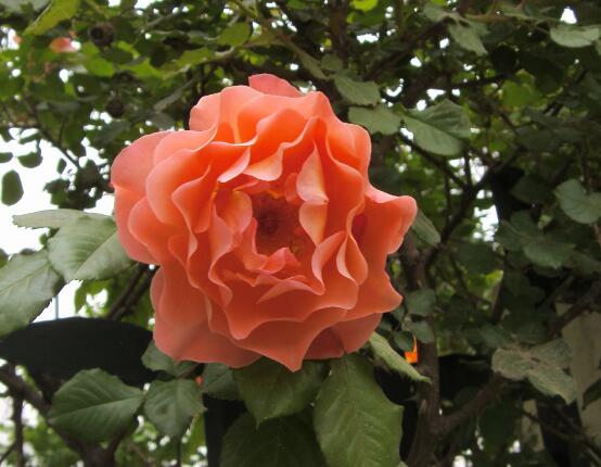 薔薇花修剪，薔薇花五點修剪小步驟