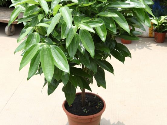 如何給平安樹松土，以樹干為中心、沿周圍輕鏟