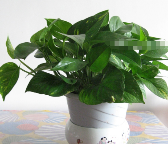 綠蘿用什么盆養(yǎng)好，塑料盆與紫砂盆是養(yǎng)殖最佳選擇 
