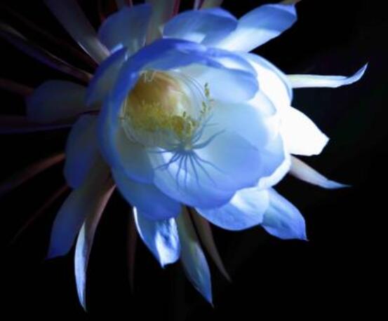 曇花的病蟲害及其防治，詳解四種病蟲害防治大全