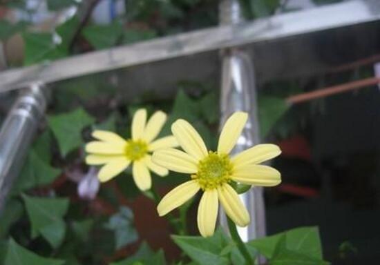 常春藤會(huì)開(kāi)花嗎，常春藤什么時(shí)候開(kāi)花