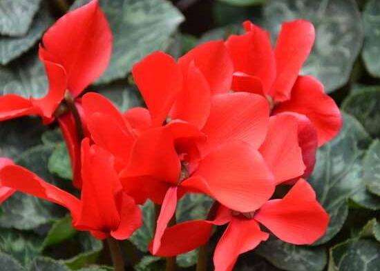 仙客來夏天怎么養(yǎng)，仙客來怎樣度過夏天