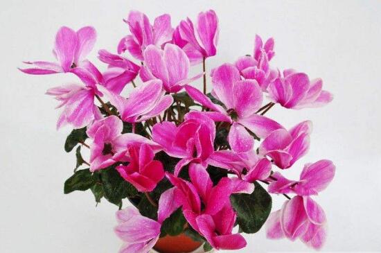 仙客來的花語是什么，仙客來適合送給什么人