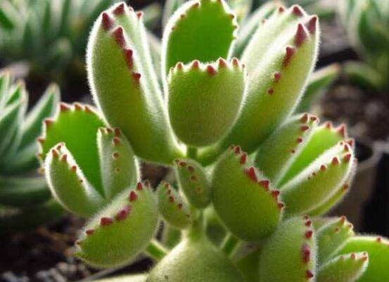 熊童子長(zhǎng)黑斑了怎么辦，教你兩種最常見(jiàn)解決辦法(蟲(chóng)害與病害)