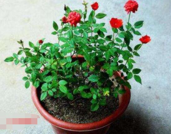 月季花用什么土最好，園土腐葉土泥炭土最為合適(營(yíng)養(yǎng)全面)