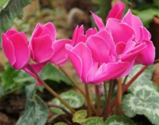 仙客來(lái)花有毒嗎，孕婦可以養(yǎng)仙客來(lái)嗎/可以僅供觀賞