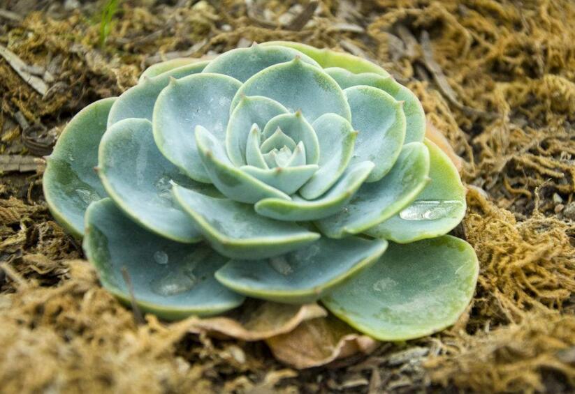 寶石花有毒嗎，無毒且對痛風(fēng)有著很好的治療效果