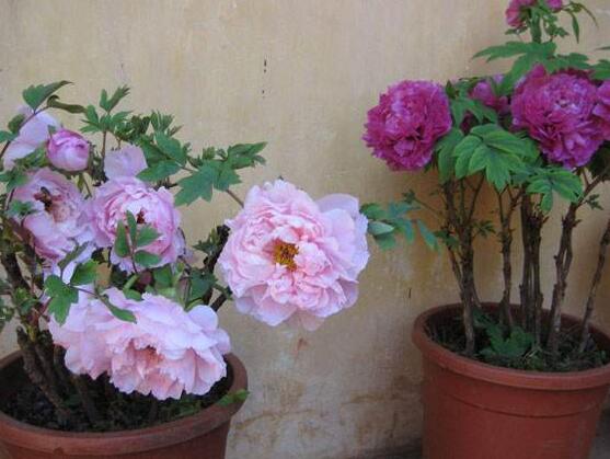 牡丹花種植方法，老農(nóng)歸納最全面的種植技巧(種植前后)