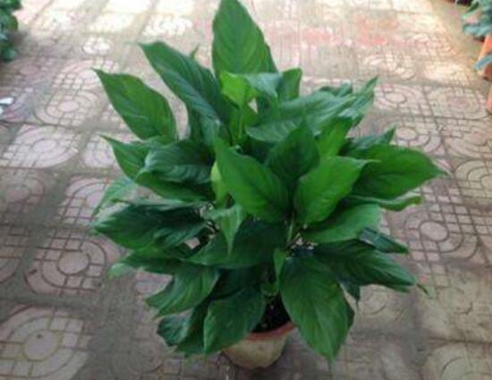 廣東萬年青怎么養(yǎng)，廣東萬年青的養(yǎng)殖方法和注意事項