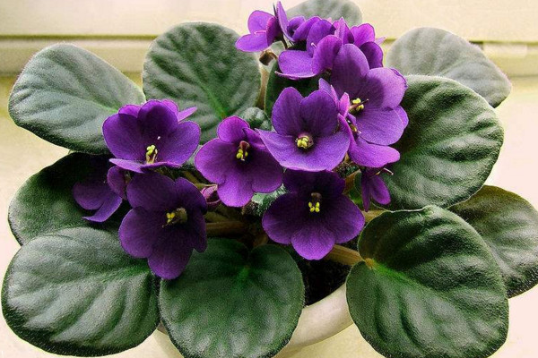 非洲堇秋天怎么養(yǎng)，光照適宜、水分充足