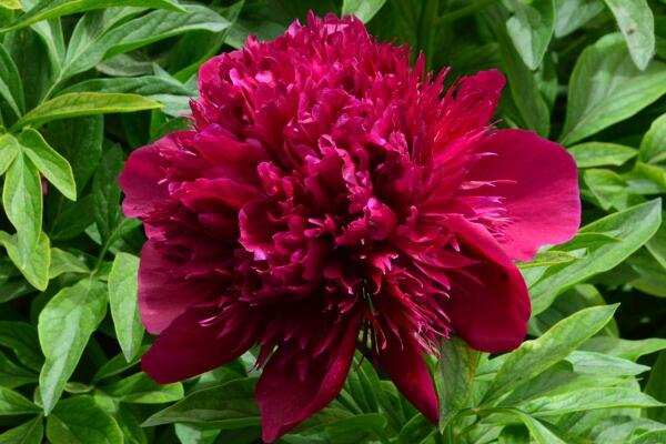 芍藥花的養(yǎng)護(hù)，芍藥養(yǎng)護(hù)技巧介紹