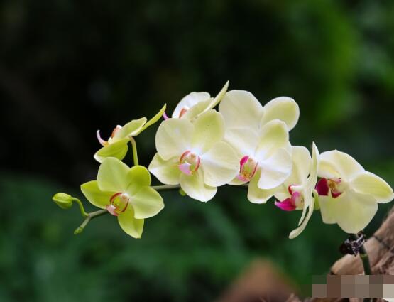 蘭花澆水方法，不同環(huán)境不同澆水量(光照溫度)