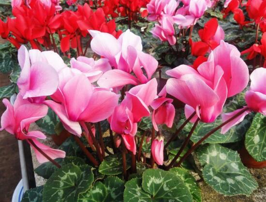 仙客來的寓意是什么，象征著喜迎貴客的美好寓意