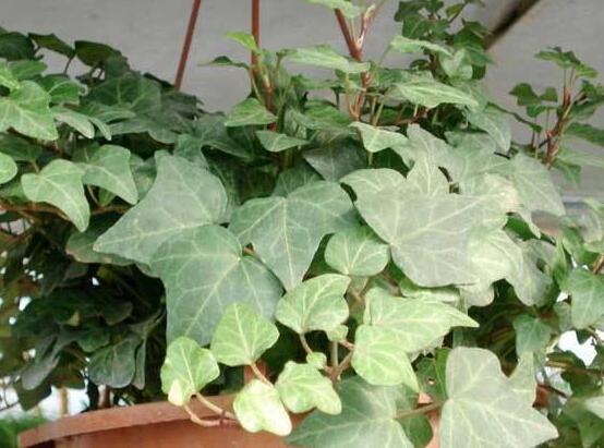 常春藤開花嗎，花期從秋季一直到春季