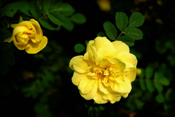 黃薔薇花語(yǔ)是什么，象征著永恒的微笑